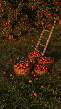 Apple Orchard Mohair Wooly Owl Fibers